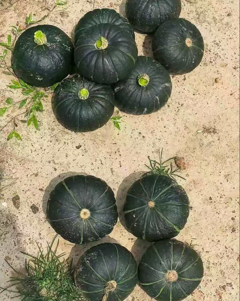 贝贝南瓜