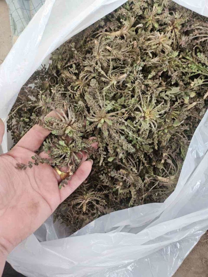 野生荠菜