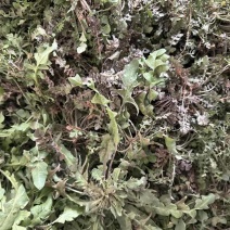 野生荠菜