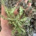 野生荠菜