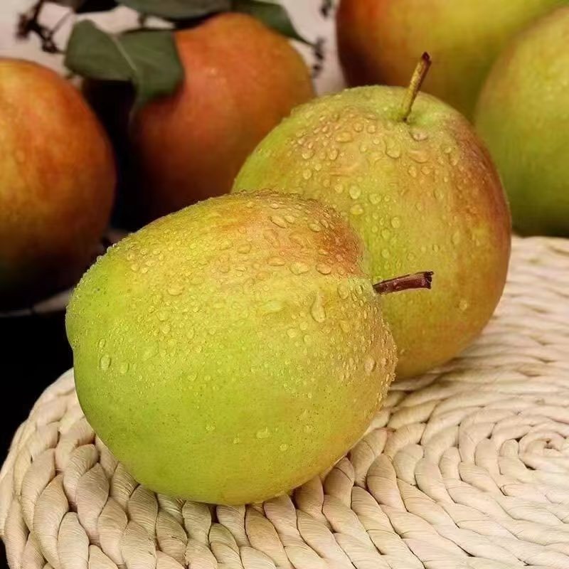 玉露香梨