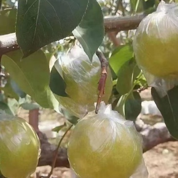 玉露香梨