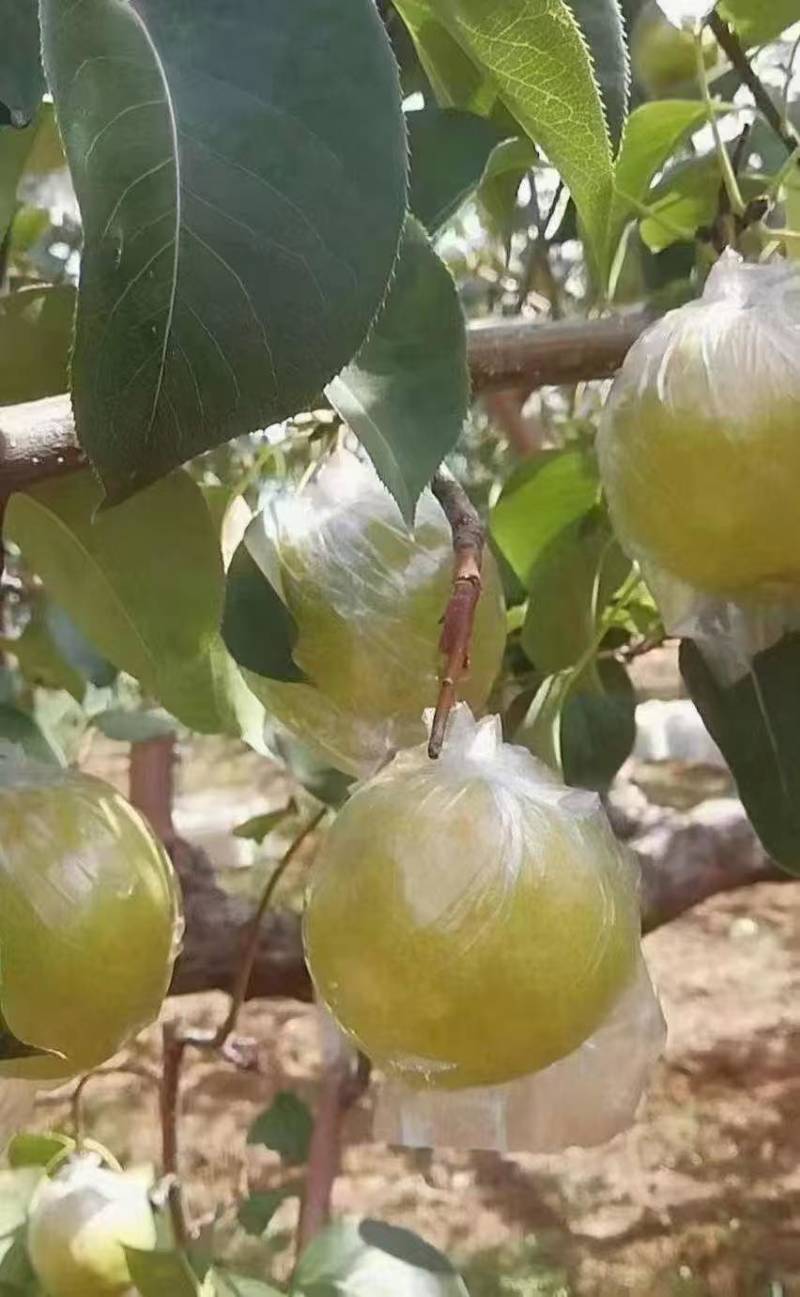 玉露香梨