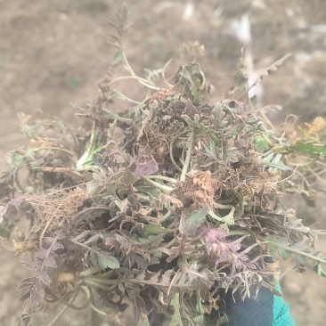 野生荠菜