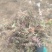 野生荠菜