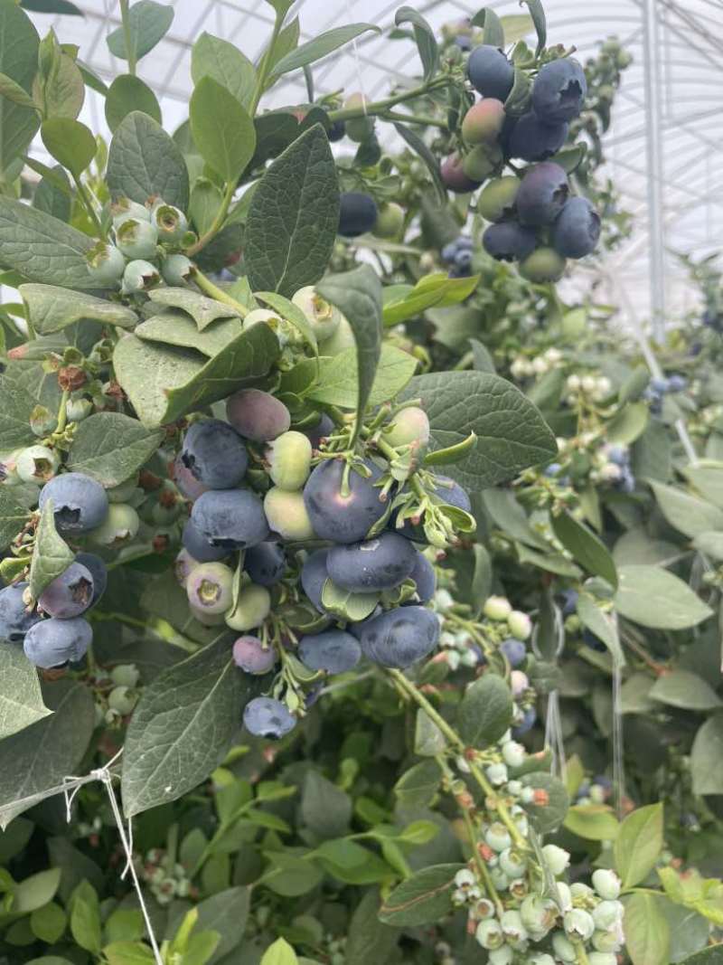 花香蓝莓12+