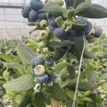花香蓝莓12+