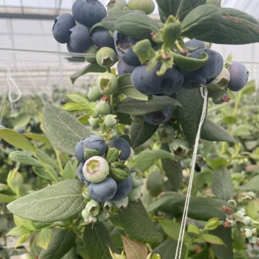 花香蓝莓12+