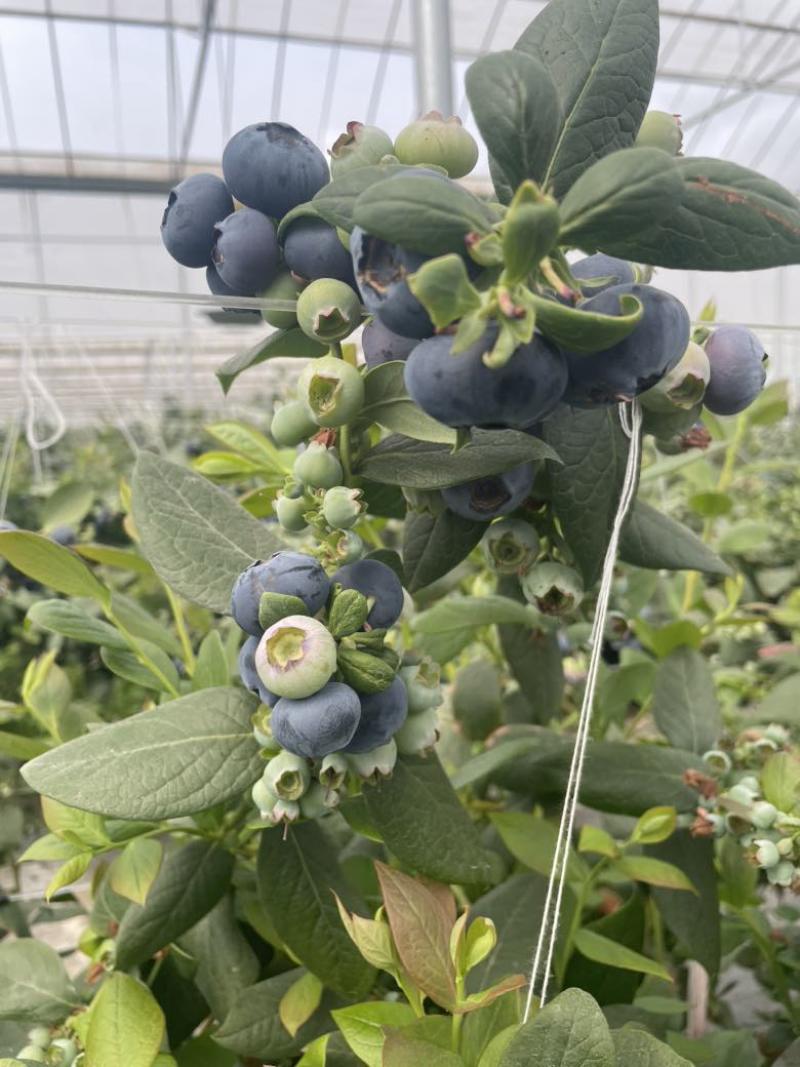 花香蓝莓12+