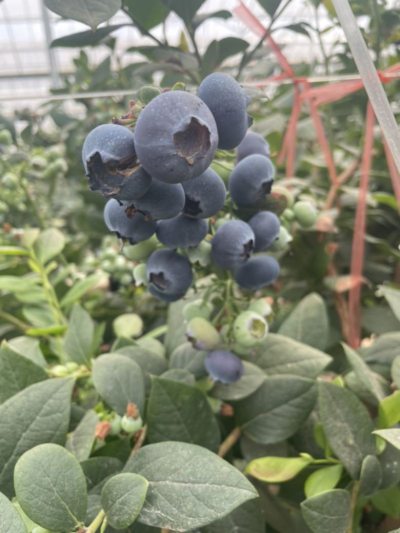 花香蓝莓12+