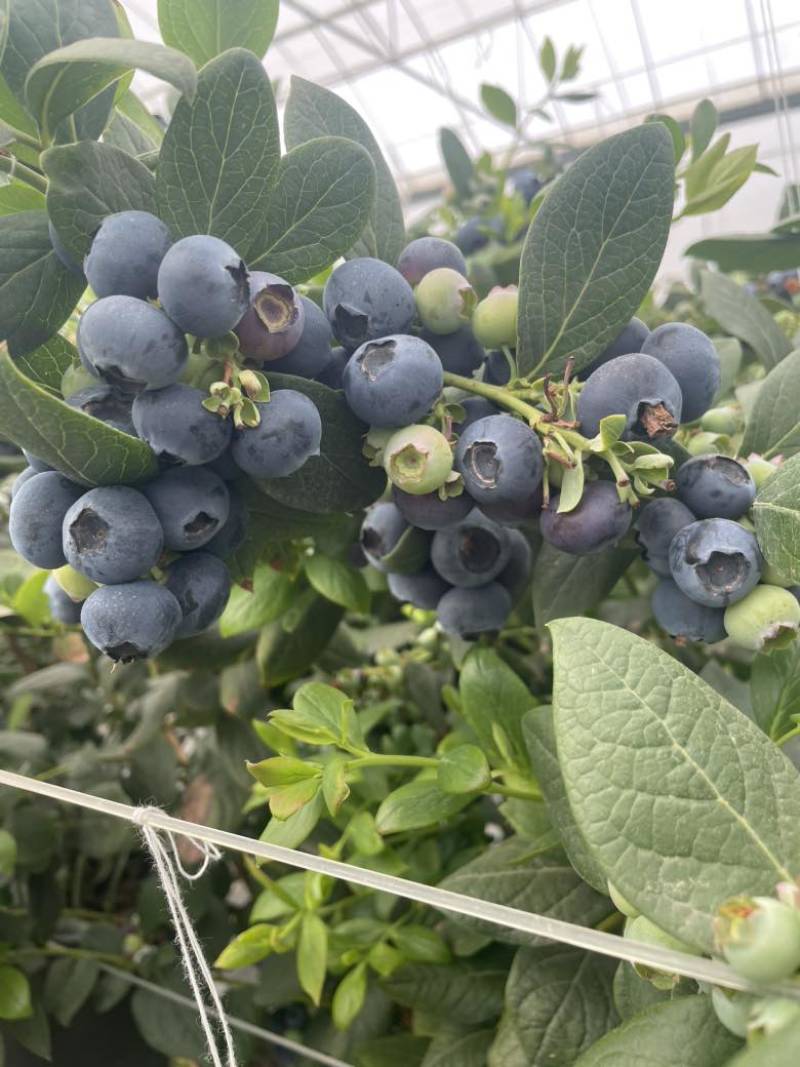 抚仙湖花香L25。15+