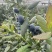 抚仙湖花香L25。15+