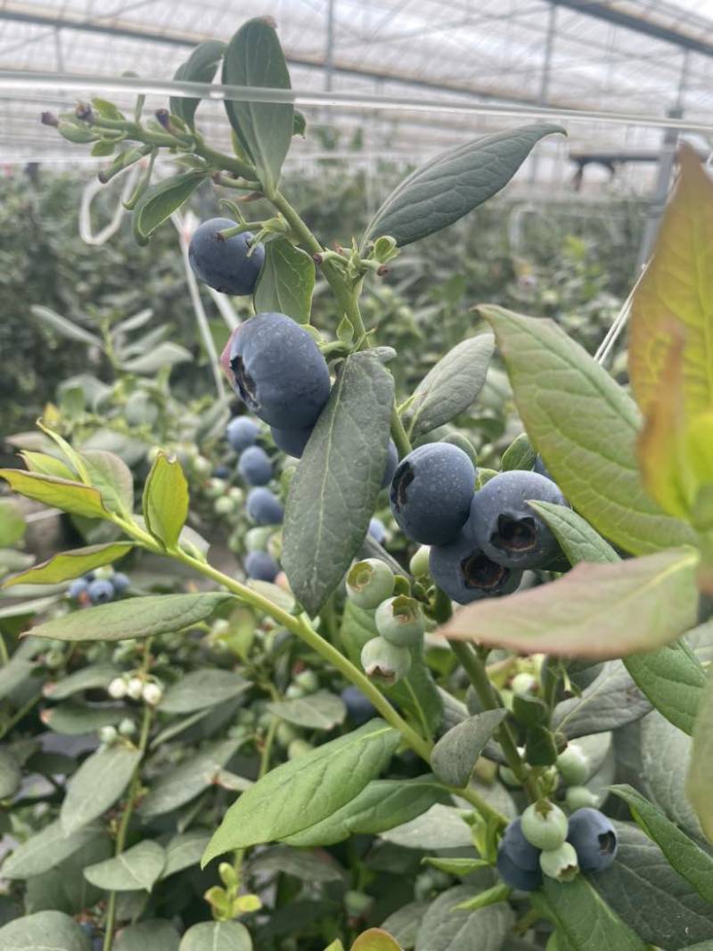 抚仙湖花香L25。15+