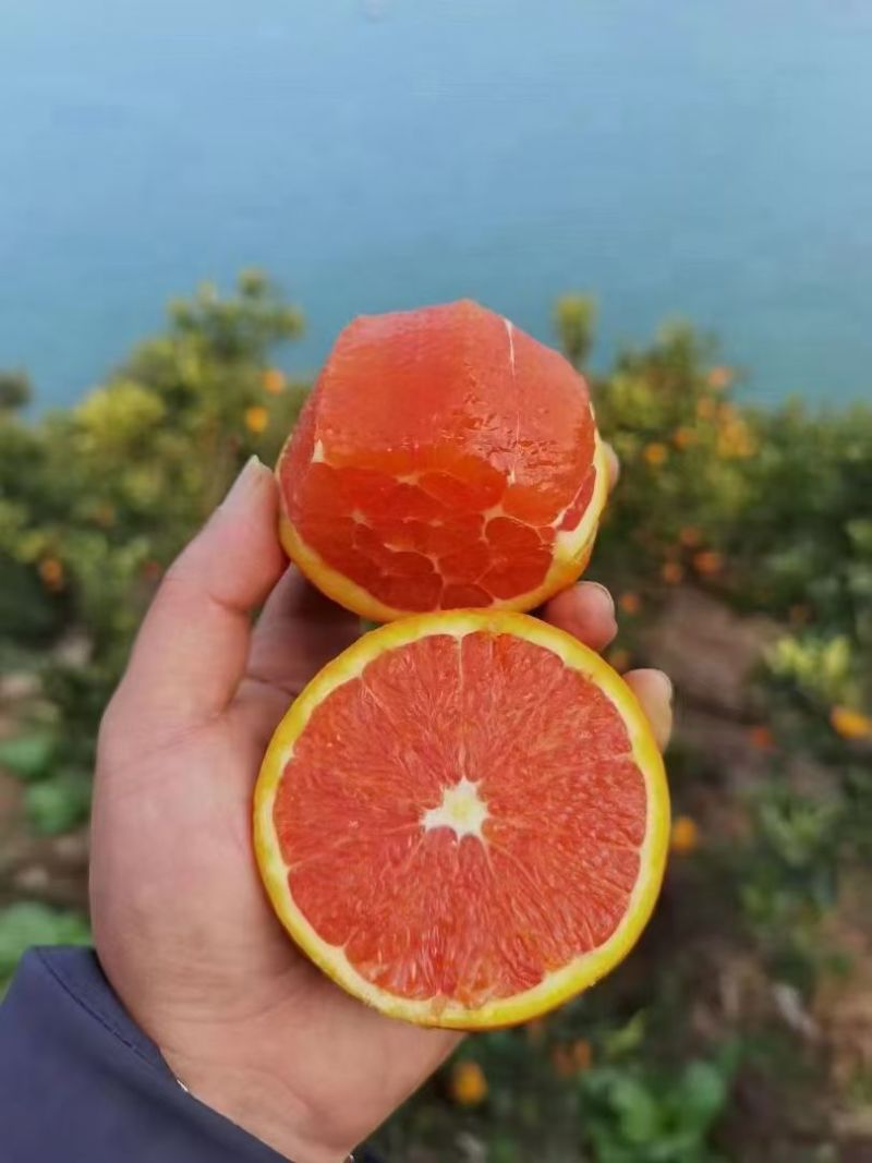 中华红橙清香纯甜是秭归当季水果！要需要的客商至价格可以详谈！
