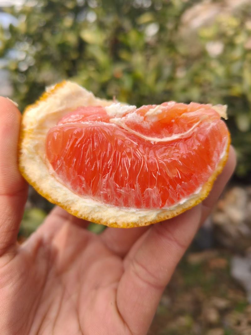 中华红橙清香纯甜是秭归当季水果！要需要的客商至价格可以详谈！