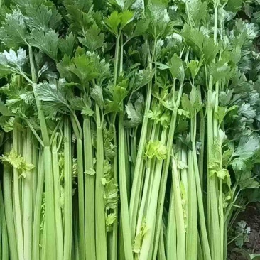 蔬菜等