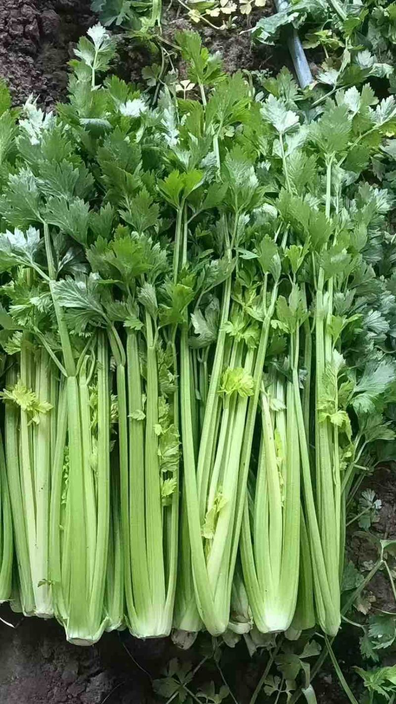 蔬菜等