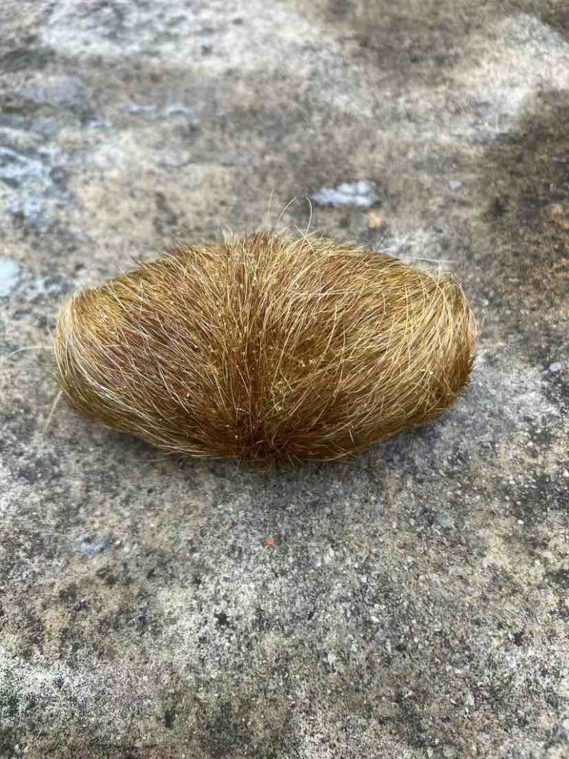 猪宝