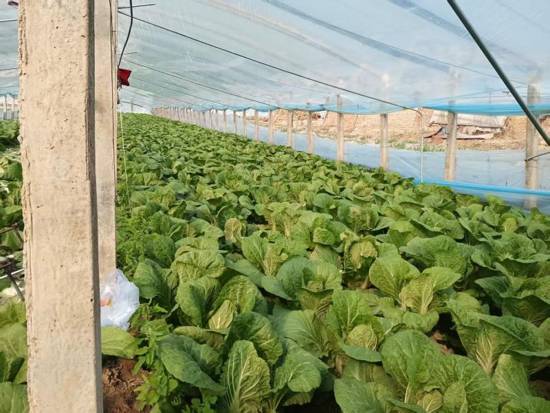 山东聊城实力蔬菜代办，主营白菜。西红柿，深耕本地产区10年，