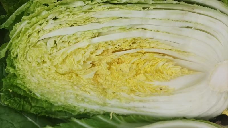 山东聊城实力蔬菜代办，主营白菜。西红柿，深耕本地产区10年，