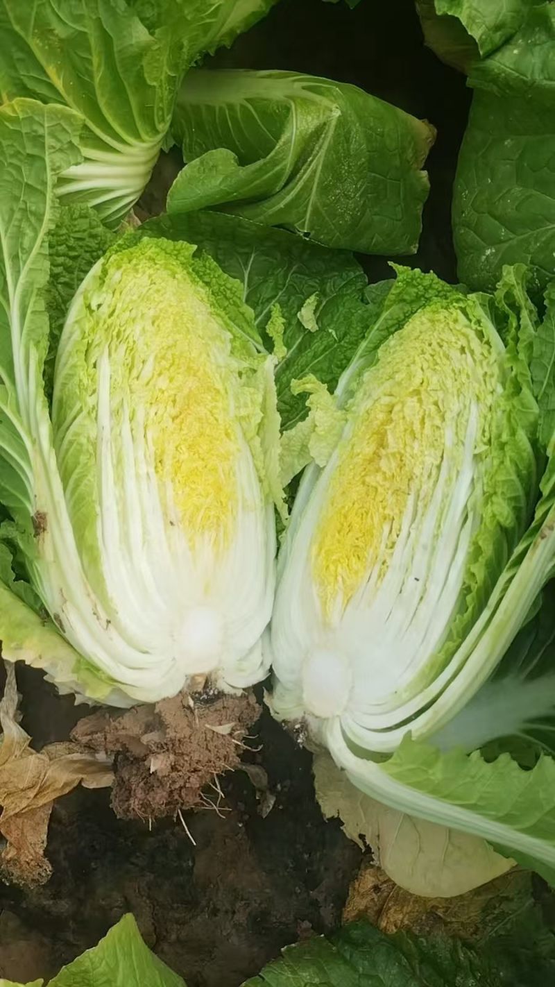 山东聊城实力蔬菜代办，主营白菜。西红柿，深耕本地产区10年，