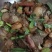 卖四川农村土猪腊肉，**的正宗土猪，不喂饲料的，