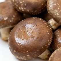 仪陇县鲜香菇