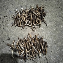 贵州纯野生冬虫夏草