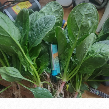 河南周口市郸城菠菜