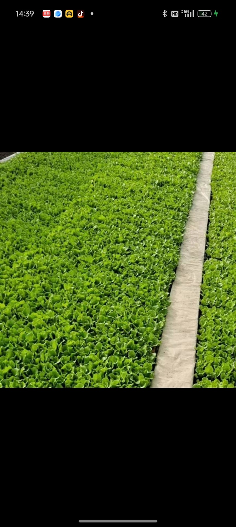 油麦菜，意大利，各种蔬菜苗都有