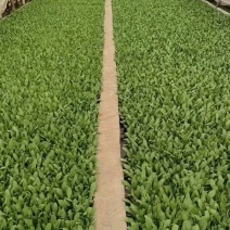 油麦菜，意大利，各种蔬菜苗都有