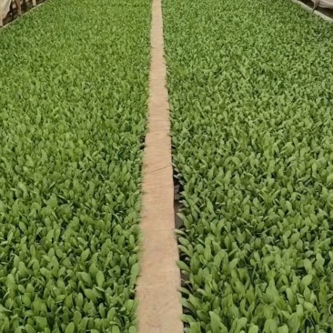 油麦菜，意大利，各种蔬菜苗都有