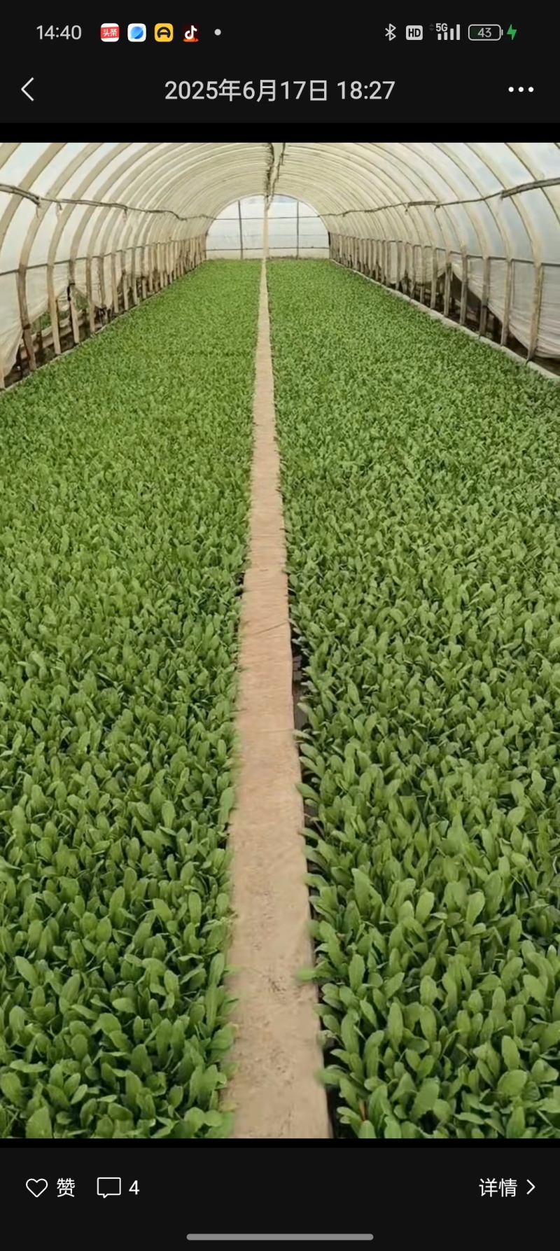 油麦菜，意大利，各种蔬菜苗都有