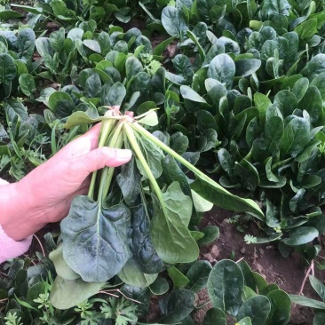 红根菠菜