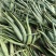 芦荟肉