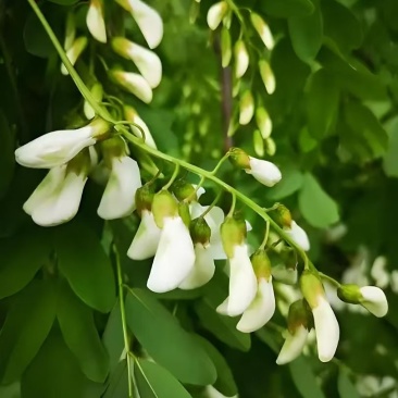 新鲜野槐花