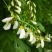 新鲜野槐花