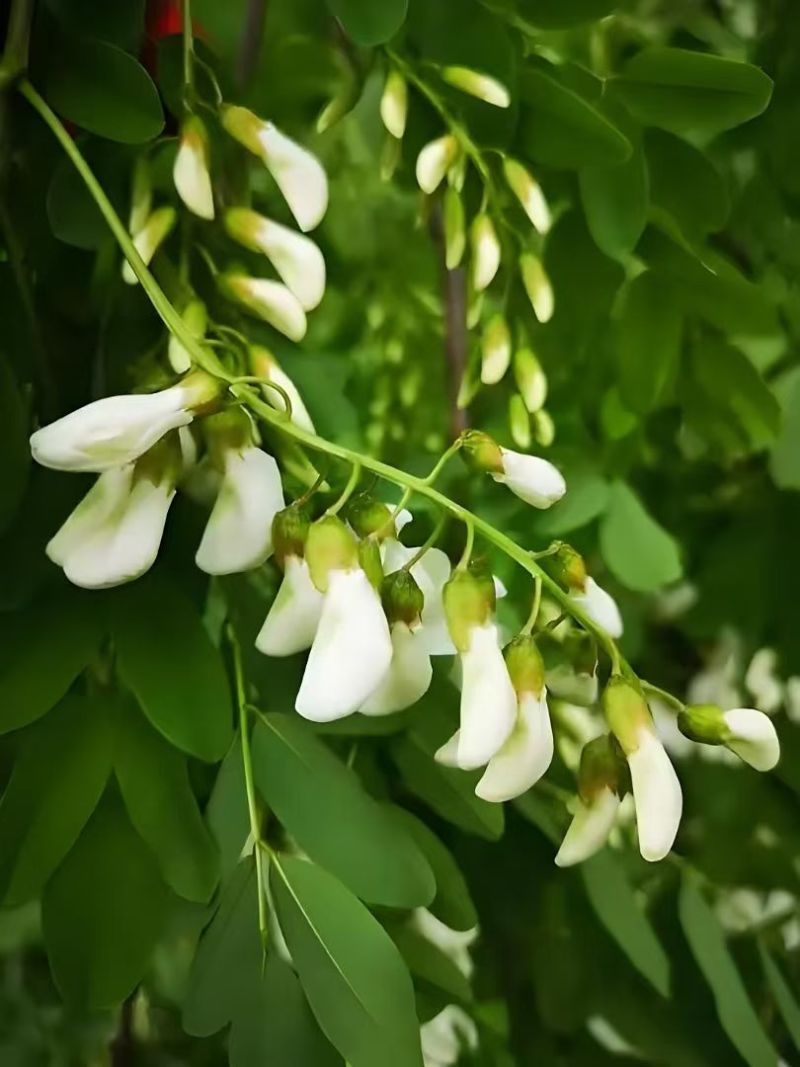 新鲜野槐花