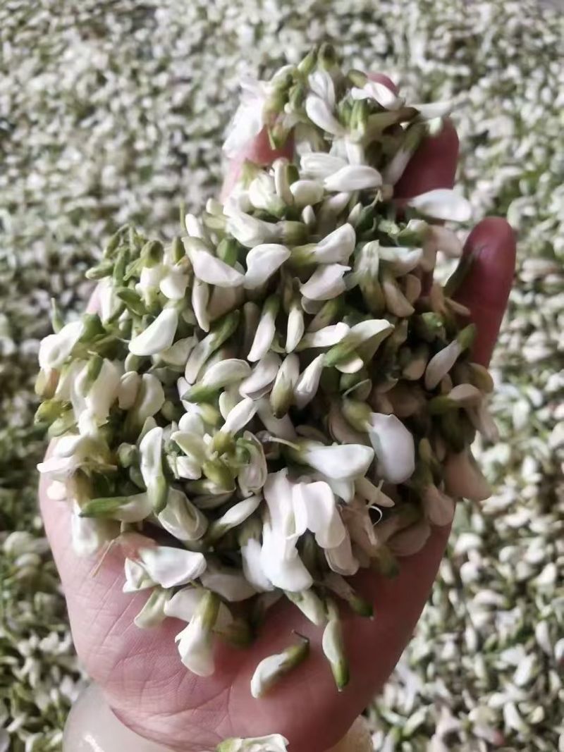 新鲜野槐花