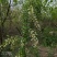 新鲜野槐花