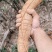 野生牛大力