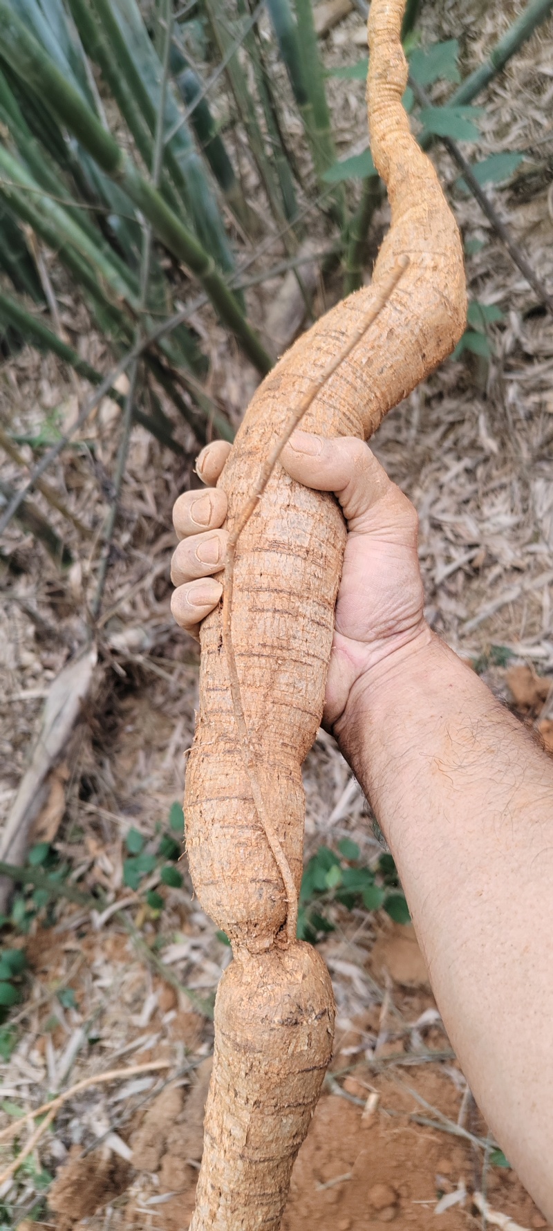 野生牛大力