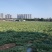 高品质贝贝南瓜