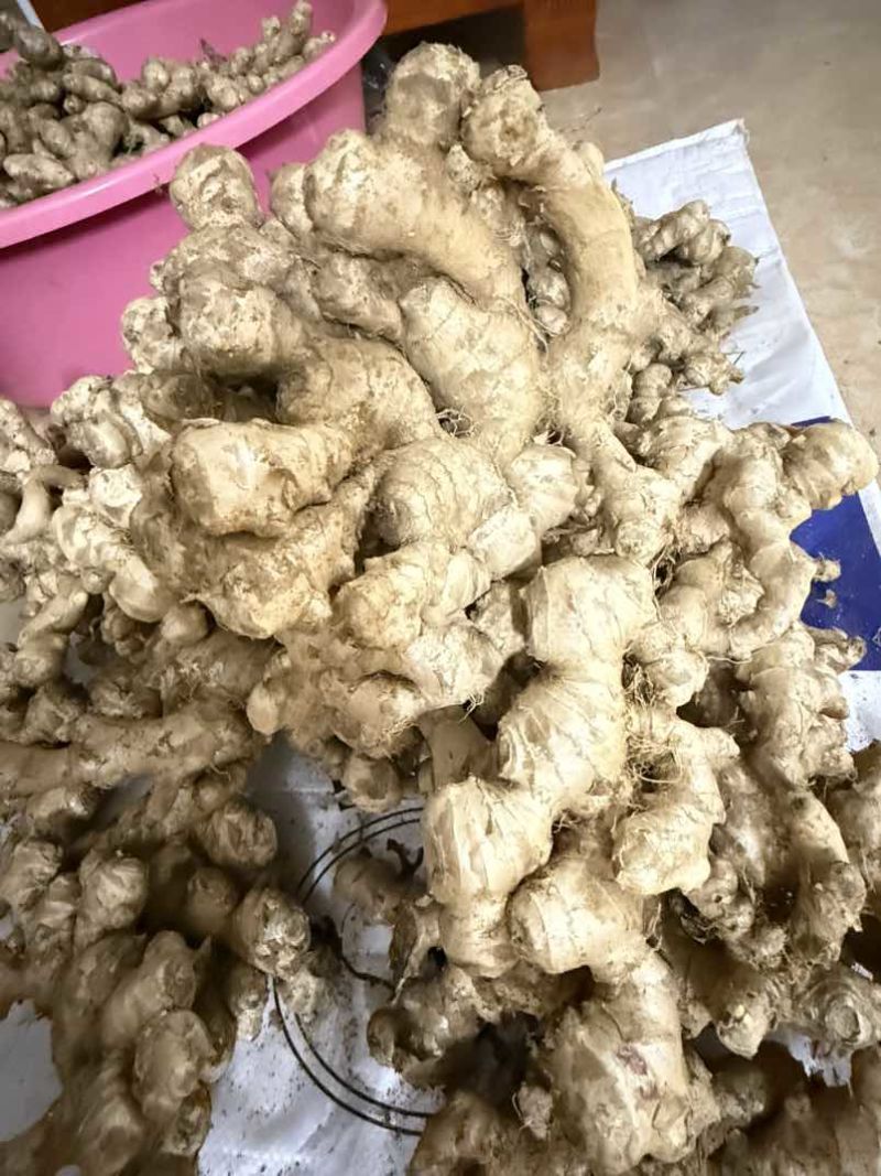 十万斤本地姜，小黄姜统货***********