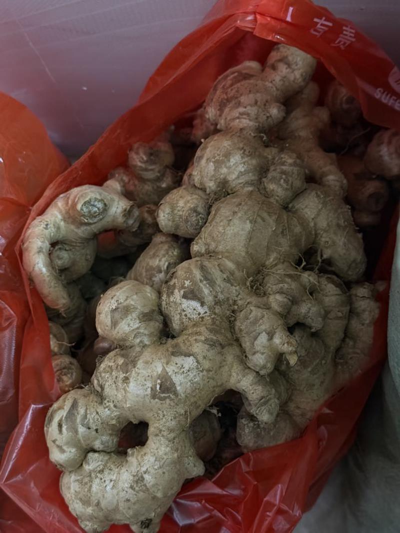 十万斤本地姜，小黄姜统货***********