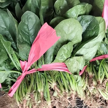 山西菠菜