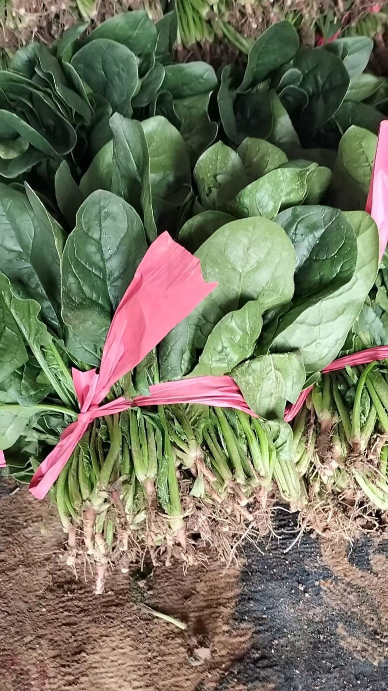 山西菠菜