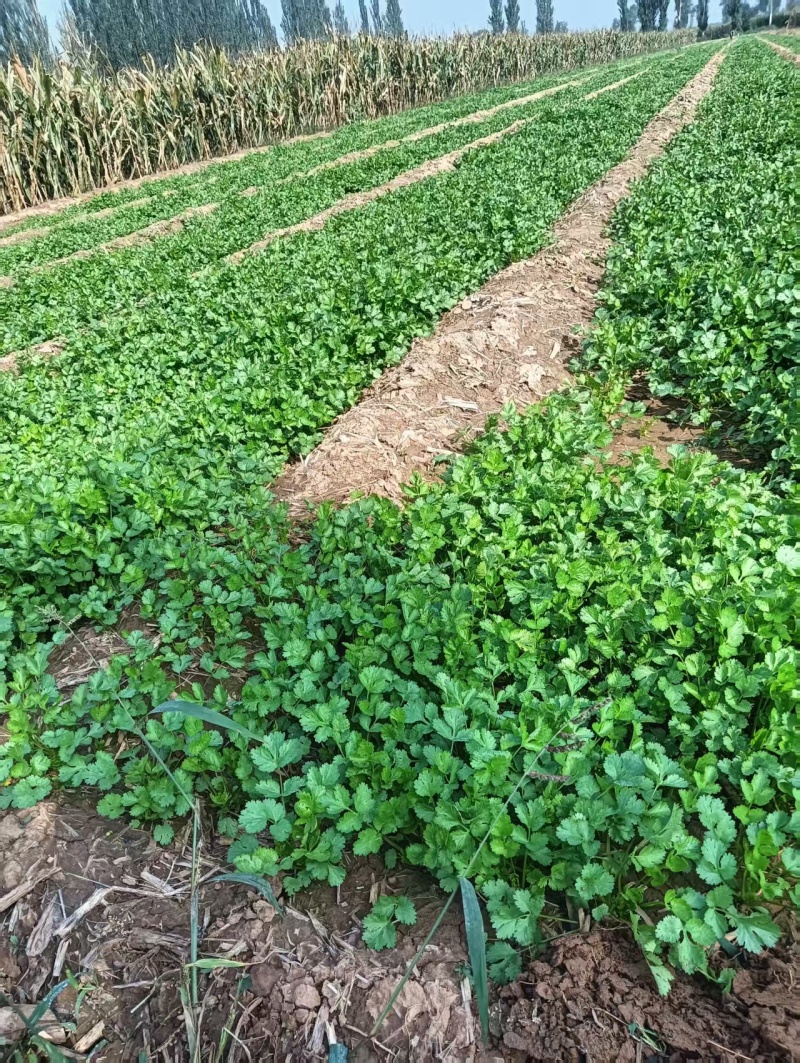 山西菠菜
