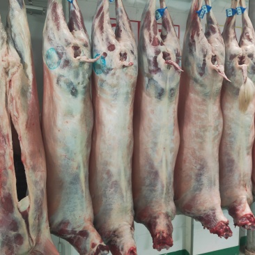 肉的品质保质保量，大家放心的采购。量大从优。