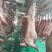 肉的品质保质保量，大家放心的采购。量大从优。